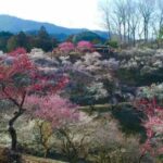 青梅市梅の公園